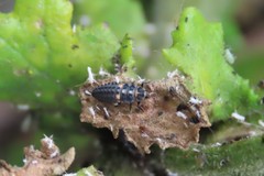 Hippodamia variegata
