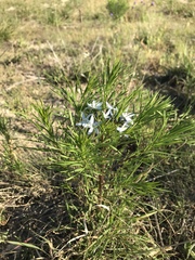 Amsonia