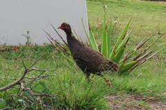 Pternistis afer castaneiventer