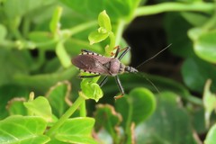Rhynocoris erythrocnemis