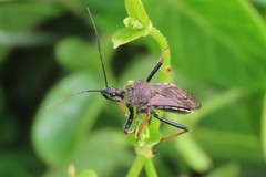 Rhynocoris erythrocnemis