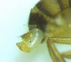 Drosophila simulans