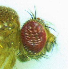 Drosophila simulans