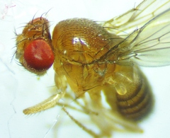 Drosophila simulans