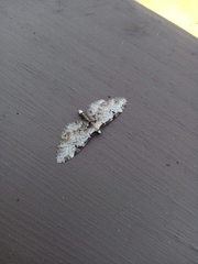 Eupithecia ravocostaliata