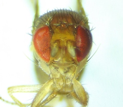Drosophila simulans
