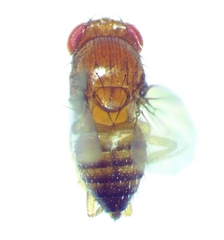 Drosophila simulans