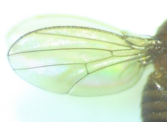 Drosophila simulans