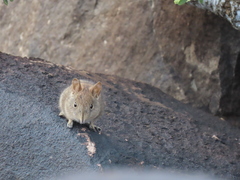 Elephantulus rupestris