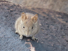 Elephantulus rupestris
