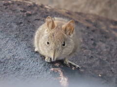 Elephantulus rupestris