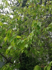 Prunus avium