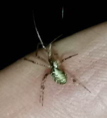 Pityohyphantes phrygianus