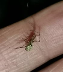 Pityohyphantes phrygianus