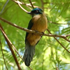 Amazonian Motmot photo 3