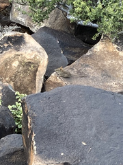 Elephantulus rupestris