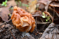 Gyromitra gigas