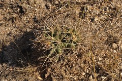 Coryphantha robustispina scheeri