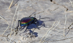 Brachygnathus festivus