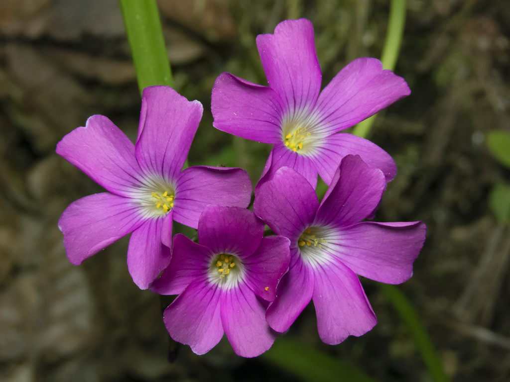 Oxalis