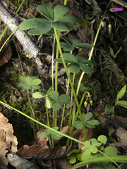 Oxalis arenaria