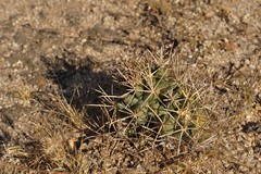 Coryphantha robustispina scheeri