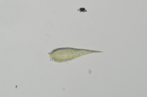 Image of Roell's Brotherella Moss by no rights reserved