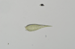 Brotherella roellii