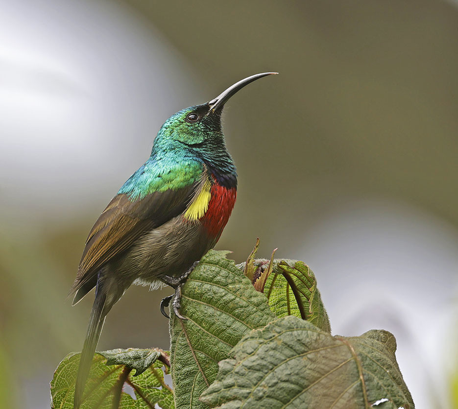 Stuhlmann's Sunbird (Cinnyris stuhlmanni) photo