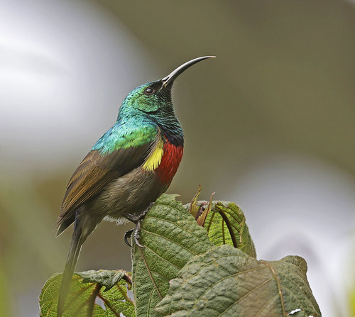 Stuhlmann's Sunbird