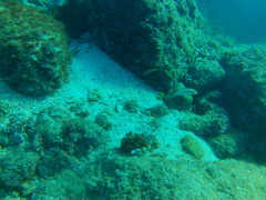 Halichoeres chierchiae