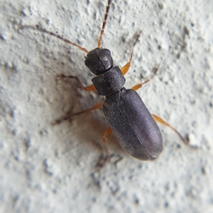 Buphonella murina