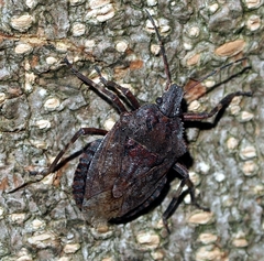 Brochymena affinis