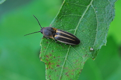 Elateridae