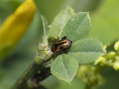 Protopsilapha signata