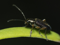 Psathyrocerus