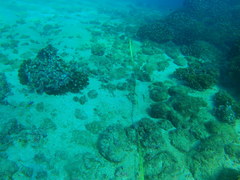 Halichoeres dispilus