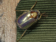 Phytholaema mutabilis