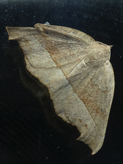Syncirsodes primata