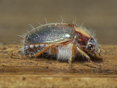 Phytholaema mutabilis