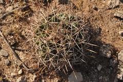Coryphantha robustispina scheeri