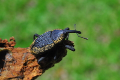 Homalinotus deplanatus