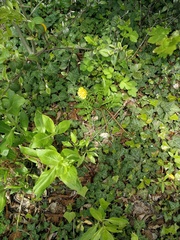 Taraxacum officinale