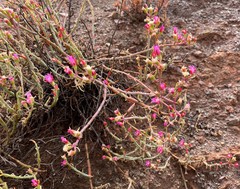 Mesembryanthemum junceum