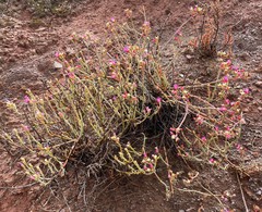 Mesembryanthemum junceum