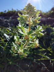Reseda phyteuma