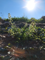 Reseda phyteuma