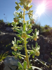 Reseda phyteuma