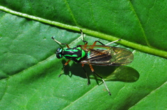 Raphiocera armata