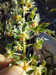 Reseda phyteuma